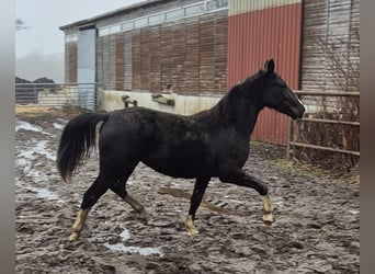 Koń oldenburski dawnego typu, Klacz, 2 lat, 165 cm, Kara