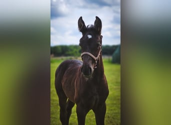 Koń oldenburski dawnego typu, Klacz, 2 lat, 175 cm, Kara