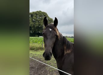 Koń oldenburski dawnego typu, Klacz, 2 lat, 175 cm
