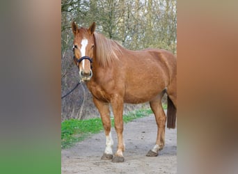 Koń oldenburski dawnego typu Mix, Klacz, 4 lat, 160 cm, Kasztanowata