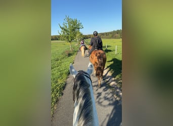 Koń oldenburski dawnego typu Mix, Klacz, 4 lat, 160 cm, Kasztanowata