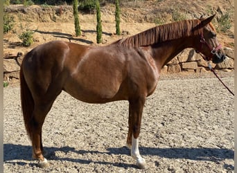 Koń oldenburski dawnego typu, Klacz, 4 lat, 162 cm, Jasnogniada