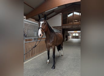 Koń oldenburski dawnego typu, Klacz, 4 lat, 170 cm, Ciemnogniada