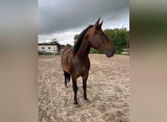 Koń oldenburski dawnego typu, Klacz, 6 lat, 155 cm, Ciemnogniada