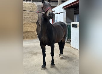 Koń oldenburski dawnego typu, Klacz, 7 lat, 155 cm, Ciemnogniada