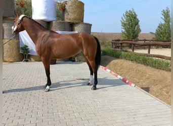 Koń oldenburski dawnego typu, Klacz, 8 lat, Gniada