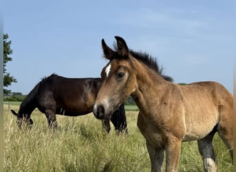 Koń oldenburski dawnego typu, Klacz, , 165 cm, Ciemnogniada
