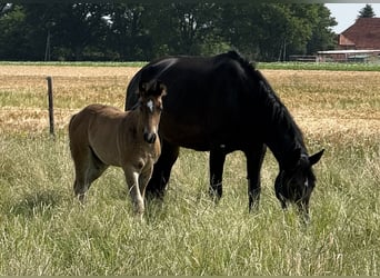 Koń oldenburski dawnego typu, Klacz, , 165 cm, Ciemnogniada