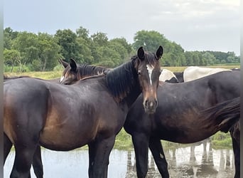 Koń oldenburski dawnego typu, Ogier, 1 Rok, 170 cm, Kara