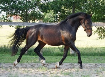 Koń oldenburski dawnego typu, Ogier, 4 lat, 165 cm, Gniada