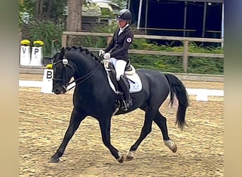 Koń oldenburski dawnego typu, Ogier, 12 lat, 164 cm, Kara