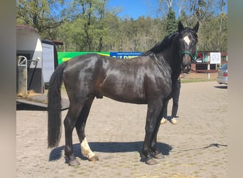 Koń oldenburski dawnego typu, Ogier, 11 lat, 166 cm, Kara