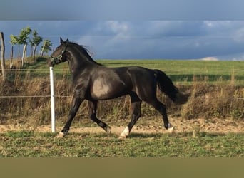 Koń oldenburski dawnego typu, Ogier, 11 lat, 166 cm, Kara