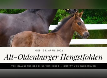 Koń oldenburski dawnego typu, Ogier, Źrebak (04/2026), Kara
