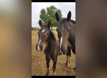 Koń oldenburski dawnego typu, Ogier, Źrebak (04/2026), Kara