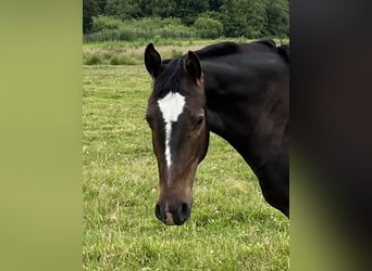 Koń oldenburski dawnego typu, Wałach, 2 lat, 165 cm, Ciemnogniada