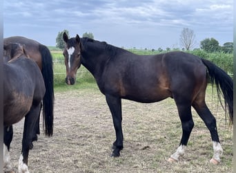 Koń oldenburski dawnego typu, Wałach, 2 lat, 165 cm, Ciemnogniada