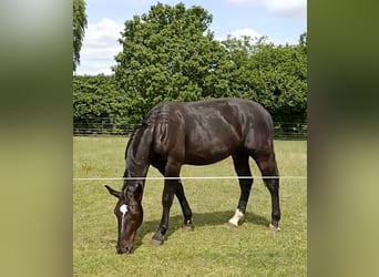 Koń oldenburski dawnego typu, Wałach, 2 lat, 172 cm, Kara