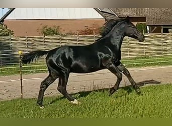 Koń oldenburski dawnego typu, Wałach, 2 lat, 172 cm, Kara
