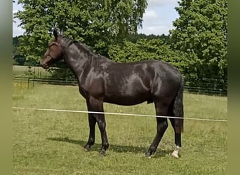 Koń oldenburski dawnego typu, Wałach, 2 lat, 172 cm, Kara