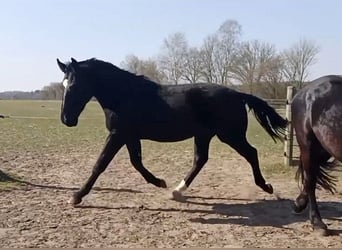 Koń oldenburski dawnego typu, Wałach, 2 lat, 172 cm, Kara