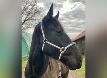 Koń oldenburski dawnego typu, Wałach, 3 lat, 161 cm, Kara