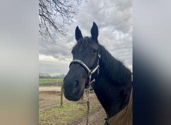 Koń oldenburski dawnego typu, Wałach, 3 lat, 161 cm, Kara
