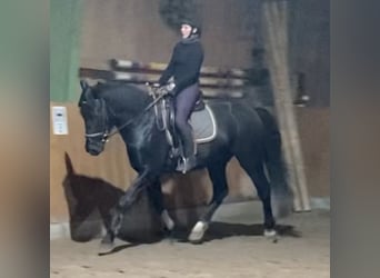Koń oldenburski dawnego typu, Wałach, 3 lat, 161 cm, Kara