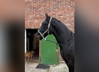 Koń oldenburski dawnego typu, Wałach, 3 lat, 165 cm