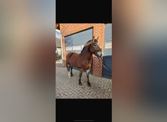 Koń oldenburski dawnego typu Mix, Wałach, 4 lat, 156 cm, Gniada