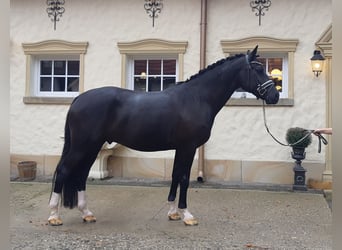 Koń oldenburski dawnego typu, Wałach, 4 lat, 166 cm, Kara