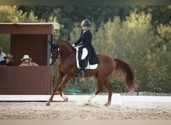 Koń oldenburski dawnego typu, Wałach, 15 lat, 170 cm, Kasztanowata