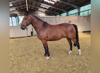 Koń oldenburski dawnego typu, Wałach, 15 lat, 172 cm, Gniada