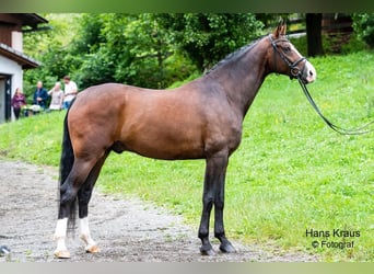 Koń oldenburski dawnego typu, Wałach, 7 lat, 173 cm, Gniada