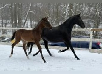 Koń oldenburski, Klacz, 10 lat, 160 cm, Kara