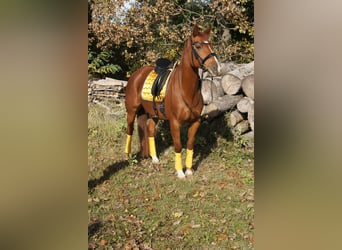 Koń oldenburski, Klacz, 10 lat, 160 cm, Kasztanowata