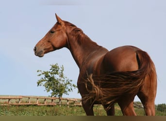 Koń oldenburski, Klacz, 10 lat, 164 cm, Kasztanowata