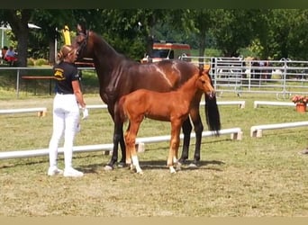 Koń oldenburski, Klacz, 10 lat, 164 cm, Skarogniada