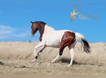 Koń oldenburski, Klacz, 10 lat, 164 cm, Tobiano wszelkich maści