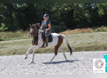 Koń oldenburski, Klacz, 10 lat, 164 cm, Tobiano wszelkich maści