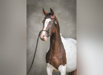 Koń oldenburski, Klacz, 10 lat, 164 cm, Tobiano wszelkich maści