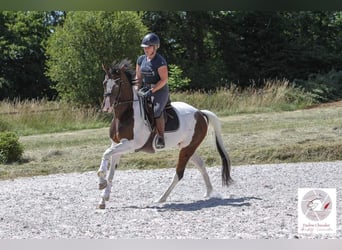 Koń oldenburski, Klacz, 10 lat, 164 cm, Tobiano wszelkich maści