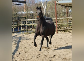 Koń oldenburski, Klacz, 10 lat, 166 cm, Ciemnogniada