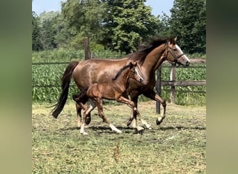 Koń oldenburski, Klacz, 10 lat, 166 cm, Ciemnokasztanowata