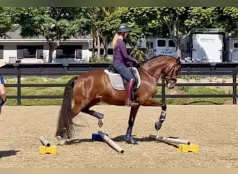 Koń oldenburski, Klacz, 10 lat, 166 cm, Ciemnokasztanowata