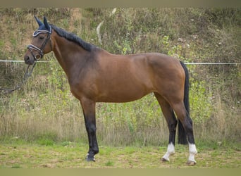 Koń oldenburski, Klacz, 10 lat, 166 cm, Gniada