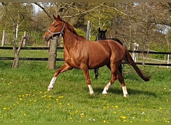 Koń oldenburski, Klacz, 10 lat, 166 cm, Kasztanowata