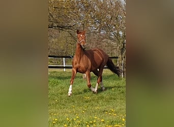 Koń oldenburski, Klacz, 10 lat, 166 cm, Kasztanowata