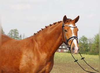 Koń oldenburski, Klacz, 10 lat, 167 cm, Kasztanowata