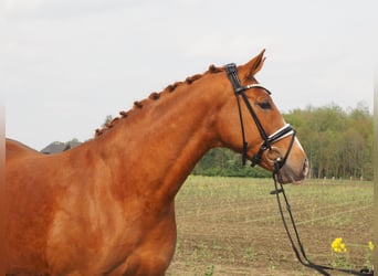 Koń oldenburski, Klacz, 10 lat, 167 cm, Kasztanowata